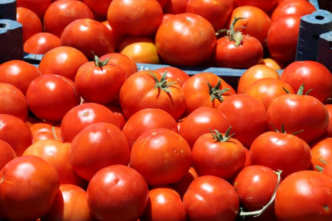 Kilis'te bu sezon domates verimi nerdeyse REKOR kırıyor...Gaziantep'te domates Fiyatları düşecek mi?