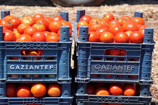 Kilis'te bu sezon domates verimi nerdeyse REKOR kırıyor...Gaziantep'te domates Fiyatları düşecek mi?